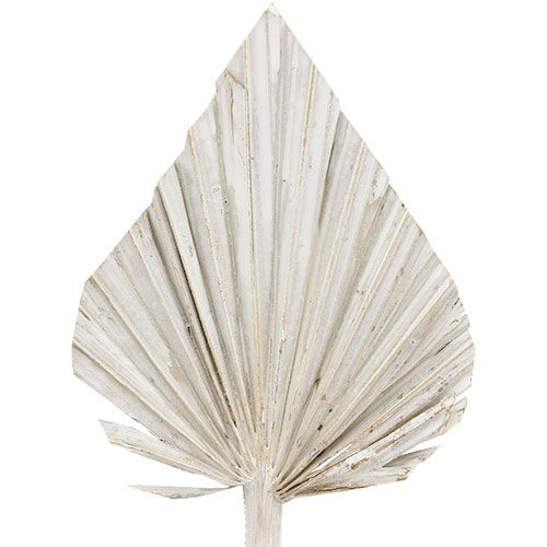 Palm speer gewassen wit 10cm - 15cm L33cm 65p
