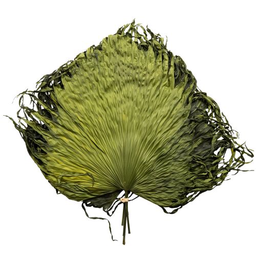 Palmbladeren gedroogde decoratie Saribus groen 45cm 5 stuks
