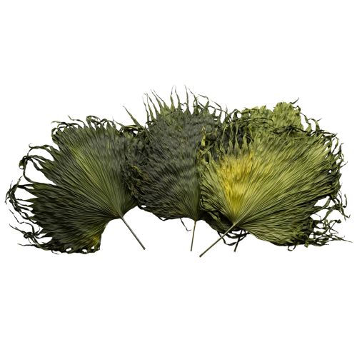 Floristik24 Palmbladeren gedroogde decoratie Saribus groen 45cm 5 stuks