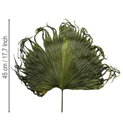 Artikel Palmbladeren gedroogde decoratie Saribus groen 45cm 5 stuks