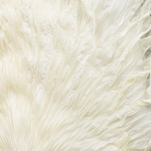 Artikel Palmbladeren gedroogd, decoratief gebleekt 45cm 5 stuks