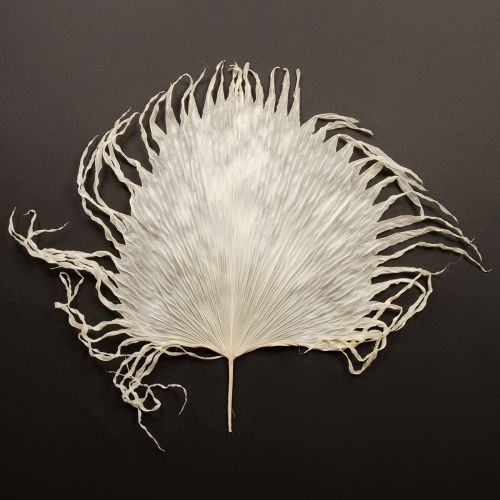 Artikel Palmbladeren gedroogd, decoratief gebleekt 45cm 5 stuks