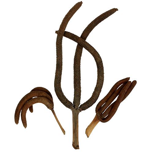 Floristik24 Palmkegels 3-voudig natuurlijke decoratie 10 st