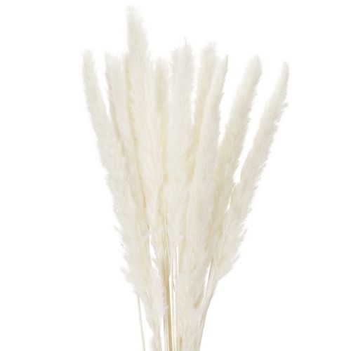 Gedroogde pampasgrasbloemen, gebleekt, 70 cm, 15 stuks kopen | Floristik24.nl