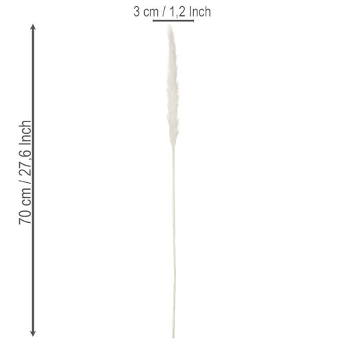 Gedroogde pampasgrasbloemen, gebleekt, 70 cm, 15 stuks | Floristik24.nl