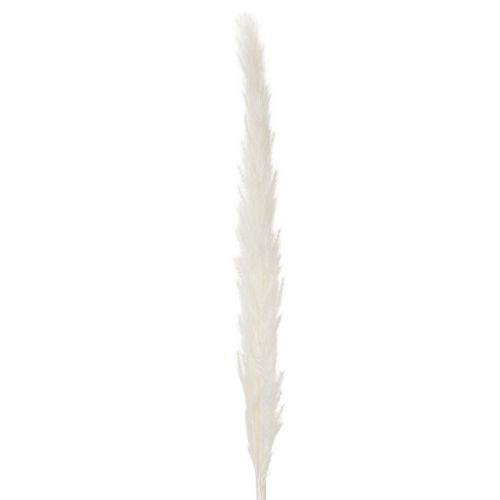 Gedroogde pampasgrasbloemen, gebleekt, 70 cm, 15 stuks | Floristik24.nl