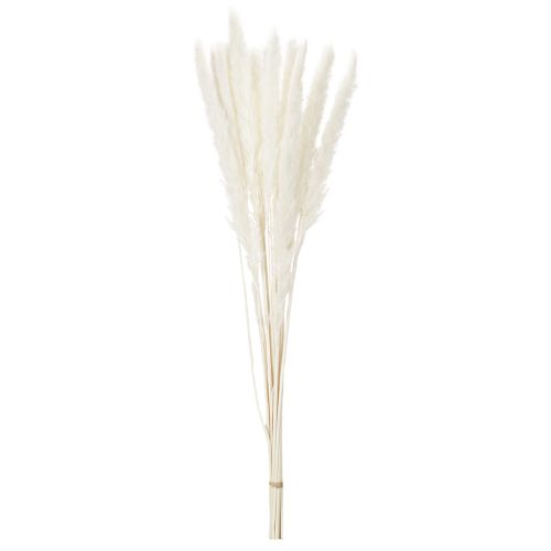 Gedroogde pampasgrasbloemen, gebleekt, 70 cm, 15 stuks | Floristik24.nl