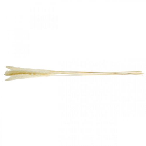Floristik24 Gedroogde pampasgrascrème voor droogboeket 65-75cm 6 st