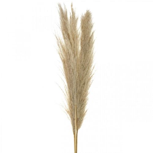Floristik24 Pampasgras natuurlijk droog gras decoratief droogboeket 1m 3 st