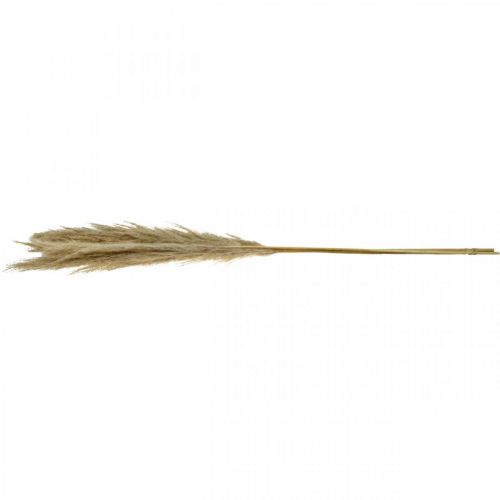 Floristik24 Pampasgras natuurlijk droog gras decoratief droogboeket 1m 3 st
