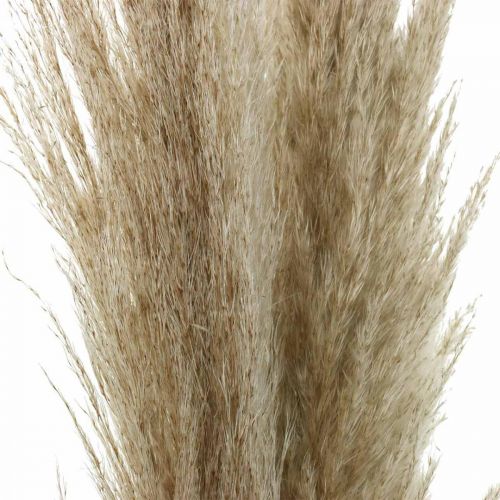 Floristik24 Pampasgras natuurlijk droog gras decoratief droogboeket 1m 3 st