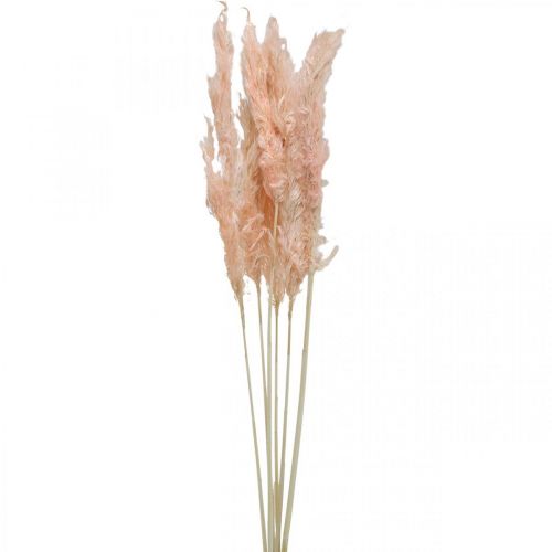 Artikel Gedroogd pampasgras roze gedroogde bloemen natuurlijke decoratie 65-75cm 6st