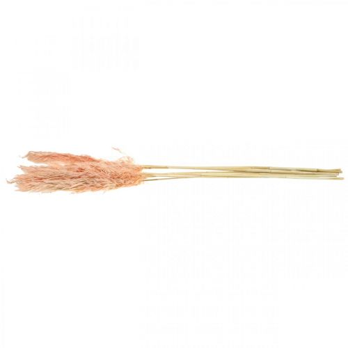 Artikel Gedroogd pampasgras roze droogbloemen natuurlijke decoratie 65-75cm 6 st