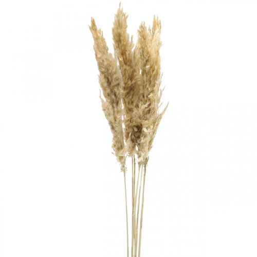 Artikel Droogdecoratie pampasgras gedroogd gebleekt 70-75cm 6 st