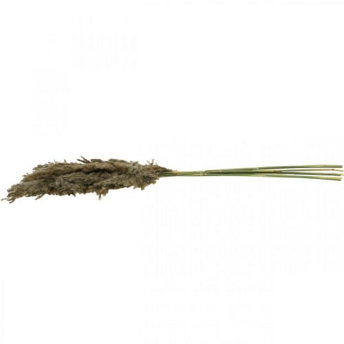 Floristik24 Gedroogd Pampagras Naturel Voor Droogboeket 70-75cm 6 st