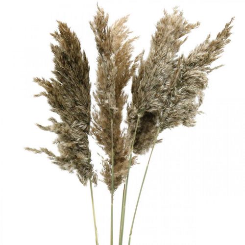 Floristik24 Gedroogd Pampagras Naturel Voor Droogboeket 70-75cm 6 st