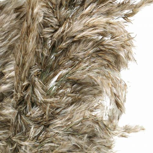 Floristik24 Gedroogd Pampagras Naturel Voor Droogboeket 70-75cm 6 st