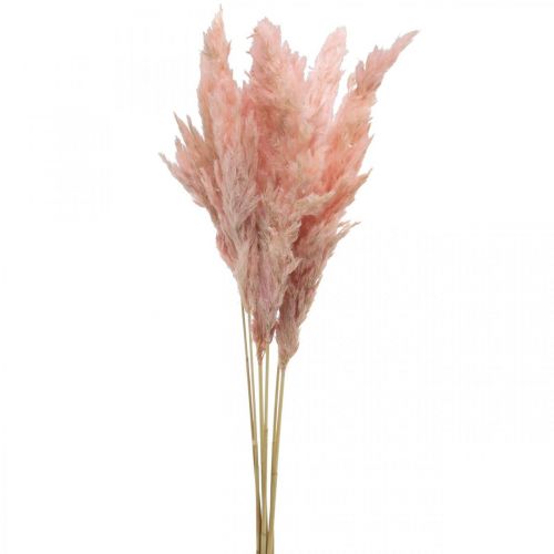 Pampasgras gedroogd roze droog bloemisterij 65-75cm 6st in bos