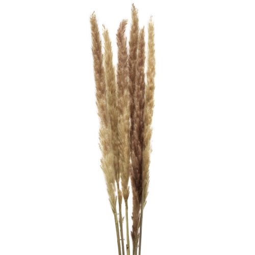 Floristik24 Pampas Gras Decoratie Gedroogde Natuurlijke Droge Decoratie 70cm 6 Stuks