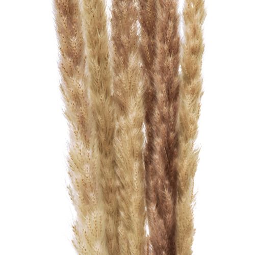 Artikel Pampas Gras Decoratie Gedroogde Natuurlijke Droge Decoratie 70cm 6 Stuks