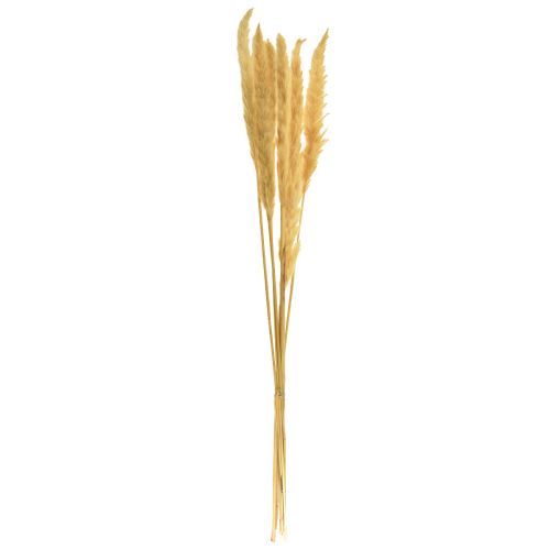 Artikel Pampasgras gedroogd droog gras crème droge decoratie 70cm 6 st