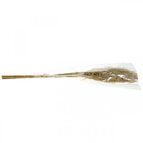 Floristik24 Pampasgras gedroogd natuurlijk droog bloemisterij 75cm bundel à 10 stuks
