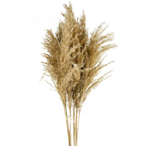 Floristik24 Pampasgras gedroogd natuurlijk droog bloemisterij 75cm bundel à 10 stuks