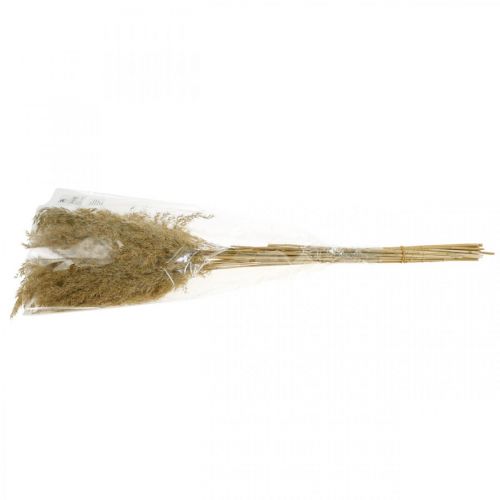 Floristik24 Pampasgras gedroogd naturel droogdecoratie 65cm 20 stuks in een bundel