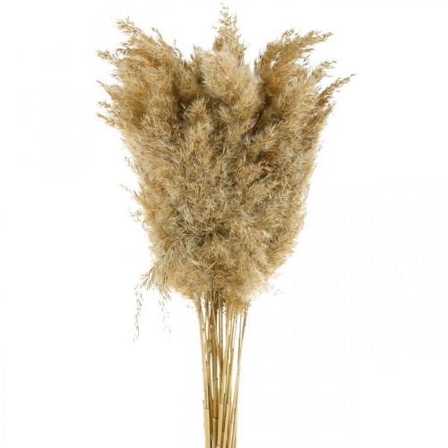 Floristik24 Pampasgras gedroogd naturel droogdecoratie 65cm 20 stuks in een bundel