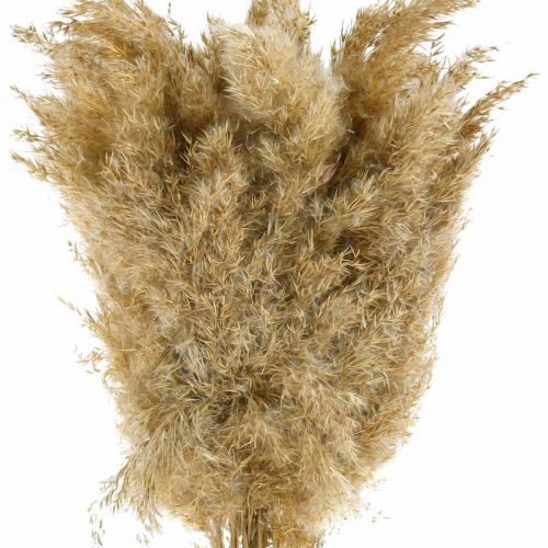 Floristik24 Pampasgras gedroogd naturel droogdecoratie 65cm 20 stuks in een bundel
