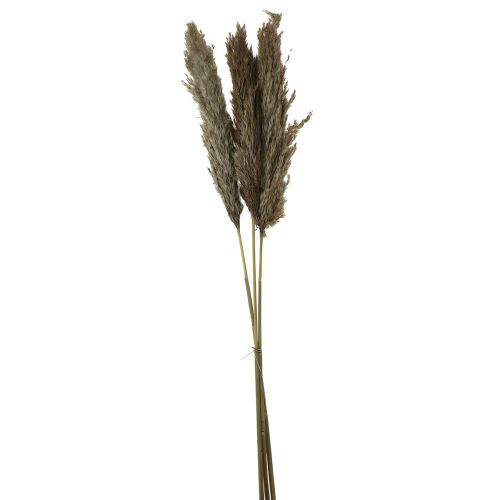 Floristik24 Pampasgras gedroogd decoratief droog gras naturel 95cm 3 st