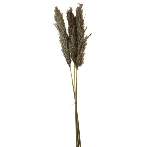 Pampasgras gedroogd decoratief droog gras naturel 95cm 3st