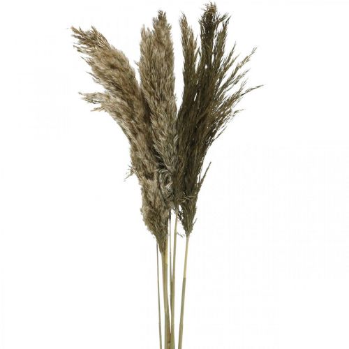 Floristik24 Pampasgras gedroogd natuurlijk droog gras bos 70-75cm 6 stuks