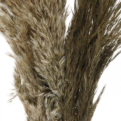 Floristik24 Pampasgras gedroogd natuurlijk droog gras bos 70-75cm 6 stuks