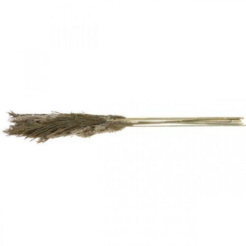 Floristik24 Pampasgras gedroogd natuurlijk droog gras bos 70-75cm 6 stuks