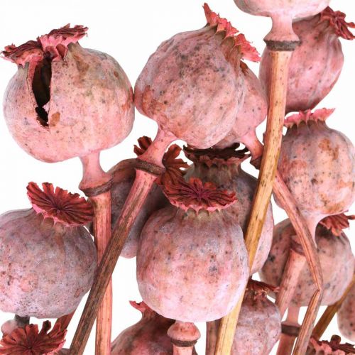 Floristik24 Dry Deco Poppy Capsules Roze Poppy Gekleurde Gedroogde Bloemen 75g