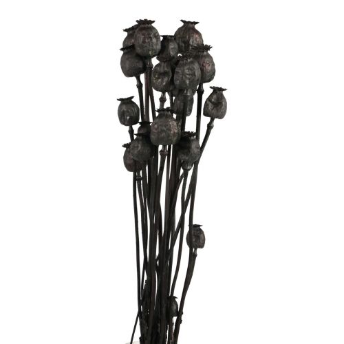 Floristik24 Gedroogde bloemen papavercapsules gedroogde zwarte papaver 80g