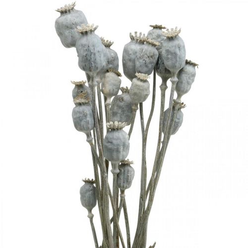 Deco Poppy Witte Gedroogde Bloemen Poppy capsules Papaver Bos van 75g