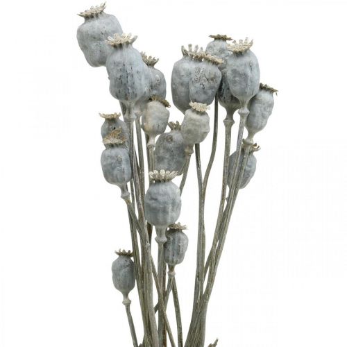 Floristik24 Deco Poppy Witte Gedroogde Bloemen Papaver capsules Papaver Bos van 75g