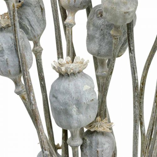 Floristik24 Deco Poppy Witte Gedroogde Bloemen Papaver capsules Papaver Bos van 75g