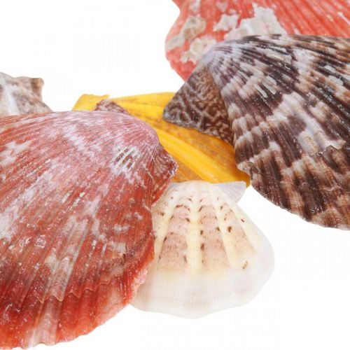 Artikel Sint-jakobsschelpen, zeedecoratie, schelp kleurrijk H4.5–8cm 1kg