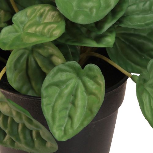 Artikel Peperomia Green Twist - Robuuste, decoratieve kamerplant in een potmaat 20cm