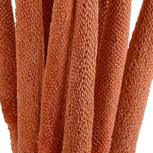 Artikel Parelgierstriet Babala gierst oranje 70cm 10 st