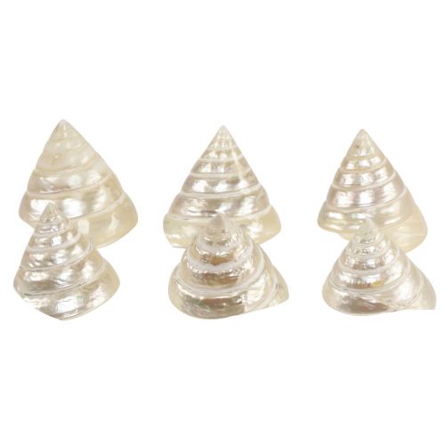 Artikel Parelmoer topslak zeeslak decoratie 5–6cm 6 st