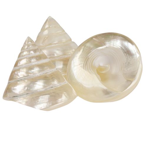Artikel Parelmoer topslak zeeslak decoratie 5–6cm 6 st