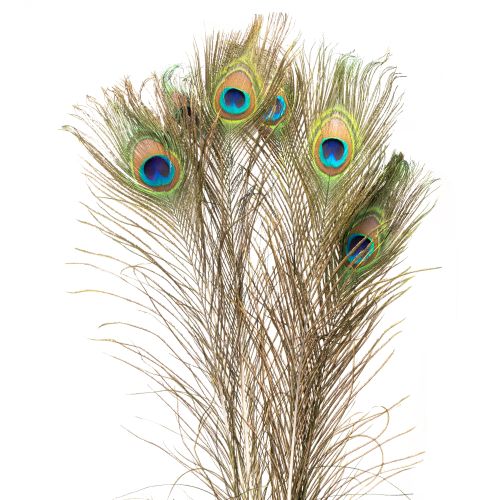 Floristik24 Pauwenveren decoratie echte vogelveren lang 75-85cm 8 stuks