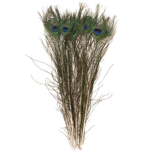 Artikel Pauwenveren, echte vogelveren voor knutselen en decoreren, 55 cm, 10 stuks