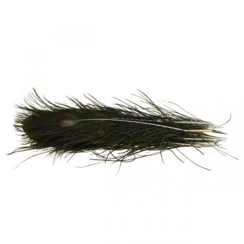 Floristik24 Pauwenveren Decoratie Echte Veren voor Ambachten Naturel 24-32cm 24 st