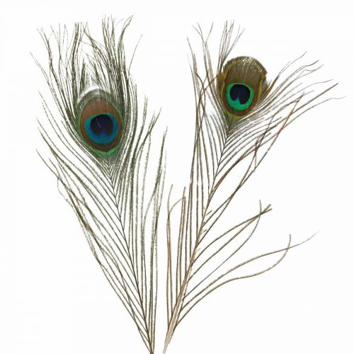 Floristik24 Pauwenveren Decoratie Echte Veren voor Ambachten Naturel 24-32cm 24 st