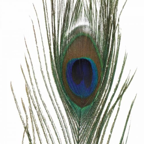 Floristik24 Pauwenveren Decoratie Echte Veren voor Ambachten Naturel 24-32cm 24 st